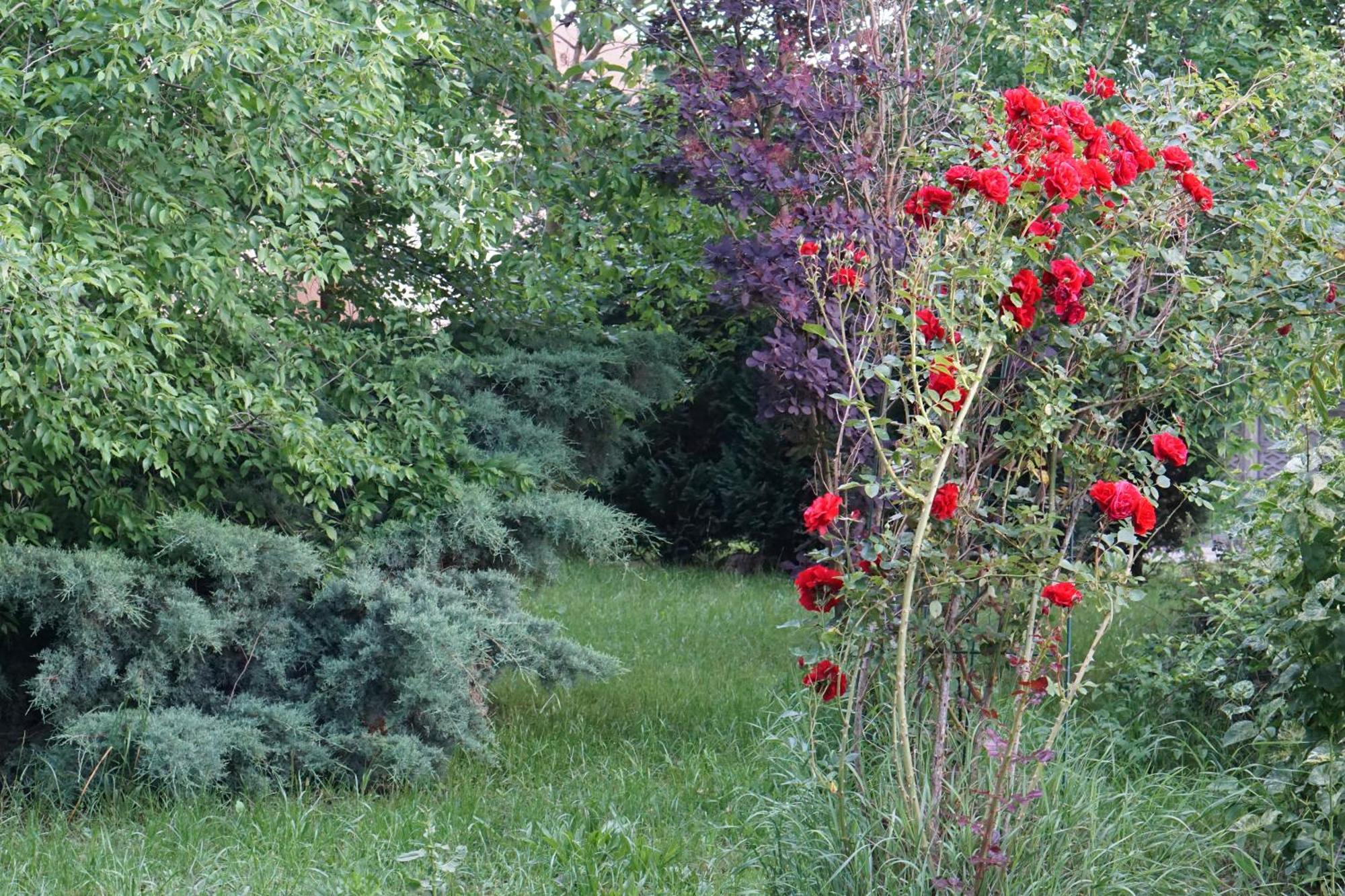 Villa Hanna'S Garden - Mintia Eksteriør billede