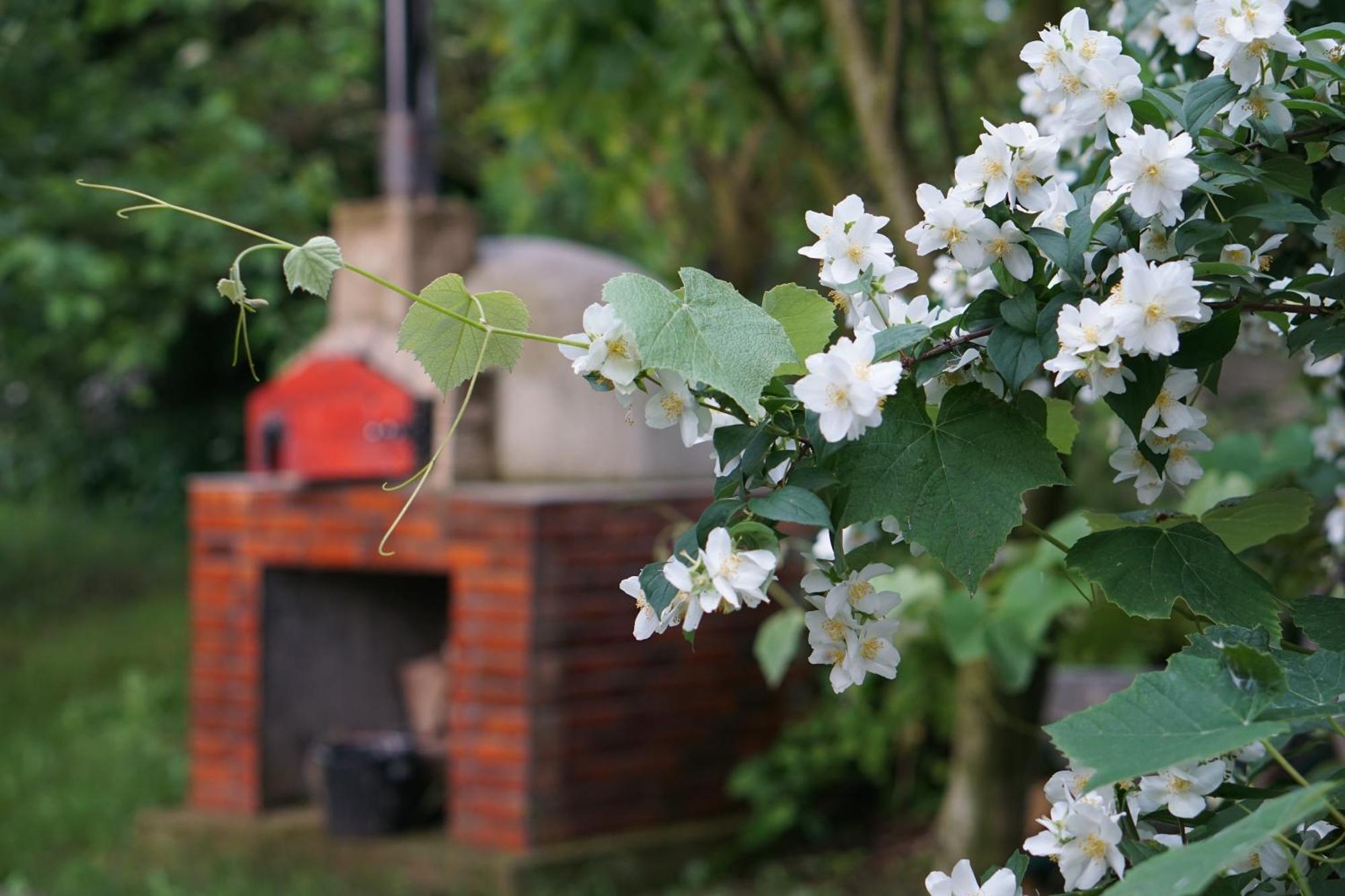 Villa Hanna'S Garden - Mintia Eksteriør billede